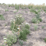 Native plants in crested wheatgrass
